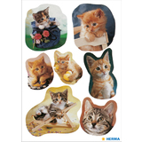 HERMA sticker DECOR "fotogene Kätzchen"