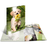 HERMA eckspannermappe "Hunde", pp Glossy, din A3