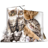 HERMA eckspannermappe "Katzen", aus PP, din A3