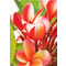 AVERY Zweckform Inkjet Fotopapier PREMIUM, 10 x 15 cm, weiß